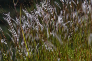 grass in the wind