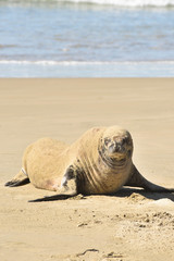 seal on the beach