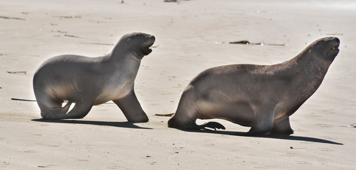 2 seals on the beach