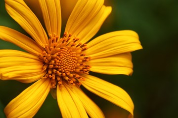 yellow flower on green background