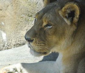 portrait of a lion