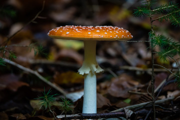 fly agaric mushroom in a forest
