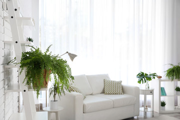Green home plant in living room interior