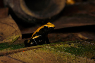 Golden poison frog on the rainforest floor