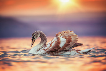 Swans in the sea and beautiful sunset