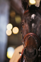 Obraz premium Horse eye with bokeh