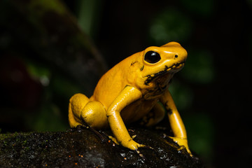 Golden poison frog on the rainforest floor