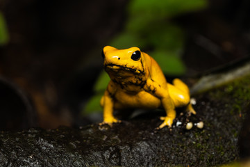 Golden poison frog on the rainforest floor