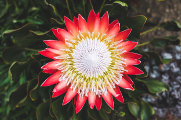 Madiba Protea with a green background.
