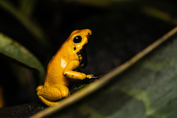Golden poison frog on the rainforest floor