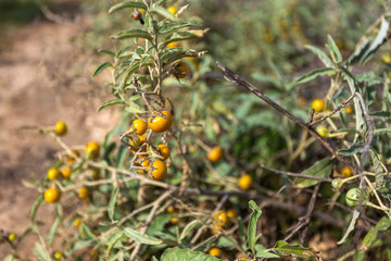 Closeup view of green plants growing outdoors in forest. Horizontal color photography.