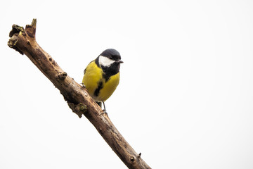 Great tit on a branch in front of a bright background