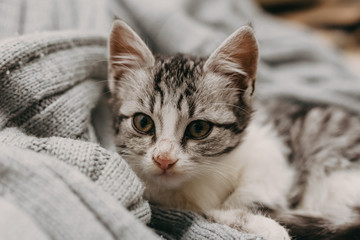 Beautiful closeup cute cat, resting in a comfortable cozy warm way. Winter mood represented by a...