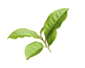 Naklejka na ściany i meble Twig with green tea leaves isolated on white