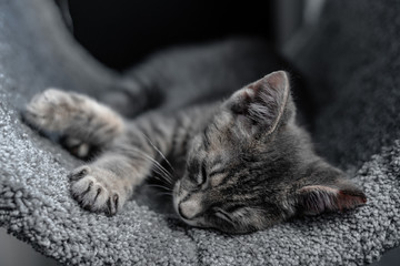 Fototapeta na wymiar Grey kitten sleeping in a cat tree