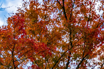 Fototapeta premium 紅葉するもみじ