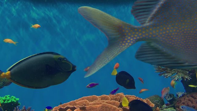 Colorful fishes and corals in aquarium