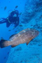 M&eacute;rou + plongeur