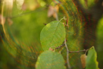 Green leaves on branch in the forest, sun with lovely sun rays.