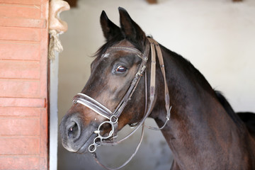 Portrait of a beautiful saddle horse in the barn