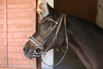 Portrait of a beautiful saddle horse in the barn