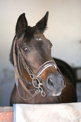 Obraz premium Closeup head shot of a beautiful stallion in the stable door