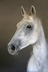 Fototapeta na wymiar Portrait of a beautiful saddle horse in the barn