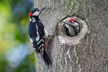 Father and son, portrait of woodpeckers on tree trunk (Dendrocopos major) - obrazy, fototapety, plakaty