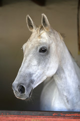 Obraz na płótnie Canvas Closeup head shot of a beautiful stallion in the stable door