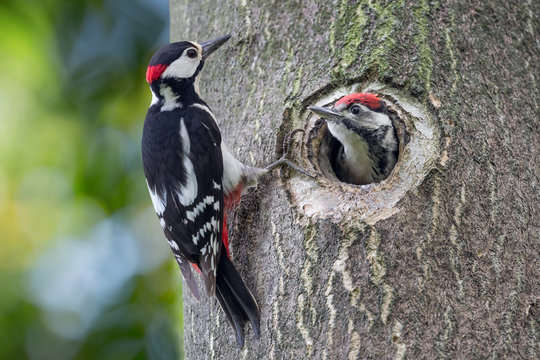 Father and son, portrait of woodpeckers on tree trunk (Dendrocopos major)