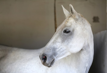 Portrait of a beautiful saddle horse in the barn
