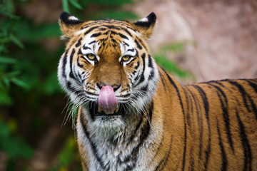 Fototapeta na wymiar Closeup of a siberian tiger licking its face