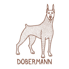Isolated Dobermann in Hand Drawn Doodle Style