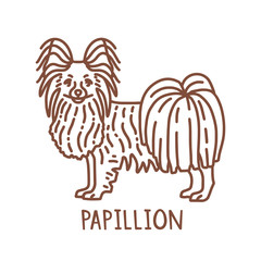 Isolated Papillion in Hand Drawn Doodle Style