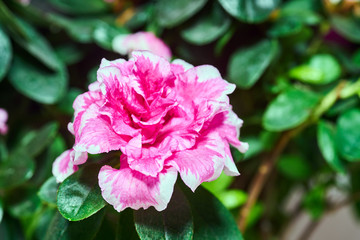 A beautiful pink azalea flower blooming in the garden.