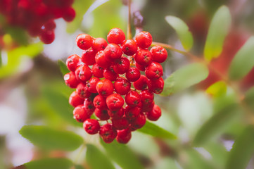 Rowan berries on the tree, blurring the background, the berries are wet after rain