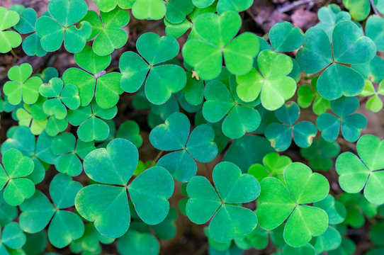 clover, St. Patrick's day, background image