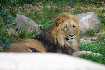 Closeup of an African lion in between stones