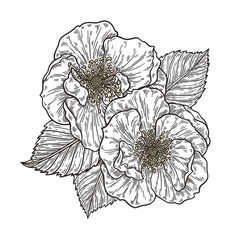 Fototapeta premium Roses flower bouquet hand drawn in lines. Black and white monochrome graphic doodle elements. Isolated vector illustration, template for design