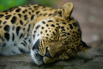 Fototapeta na wymiar Amur leopard sleeping