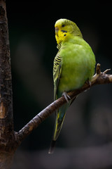 Green budgie sitting in a tree