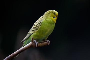 Green budgie sitting in a tree