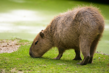 Closeup of a capybara in front of a river