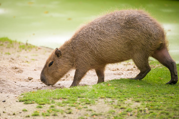 Closeup of a capybara in front of a river