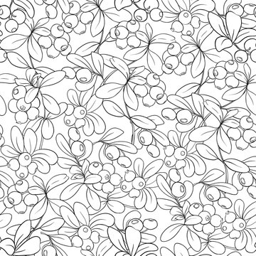Cranberry. Seamless pattern, background. Outline hand drawing vector illustration