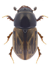 Beetle Aphodius lineolatus on a white background