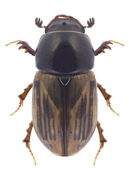 Beetle Aphodius lineolatus on a white background