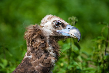 Closeup portrait of a young eurasian griffon