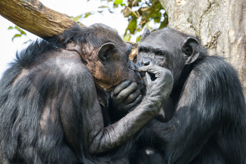 Two chimpanzees grooming each other in a tree
