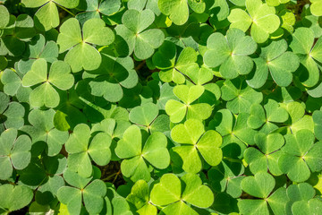 green clover